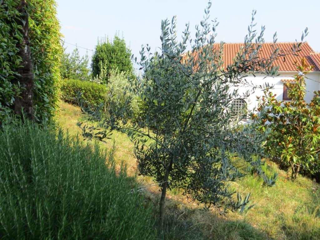 Luppo