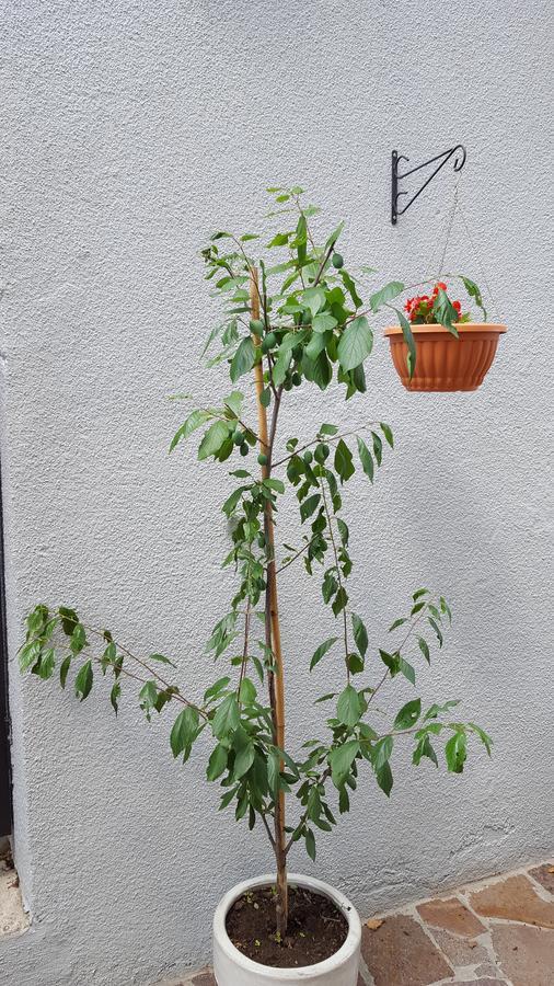Luppo Apartamento Ičići